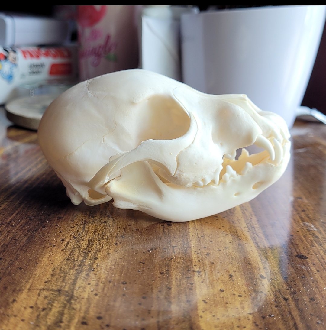 canine skull