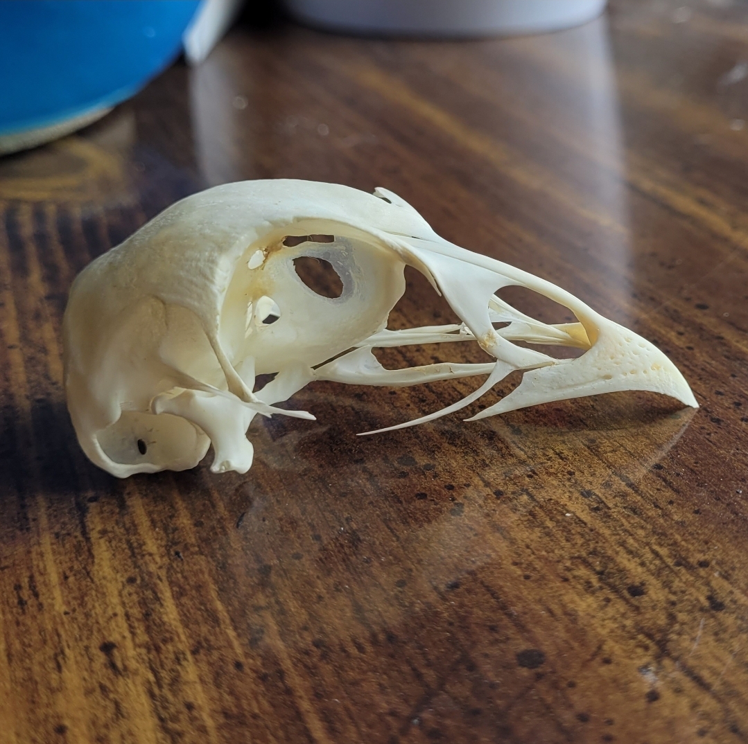 pheasant skull