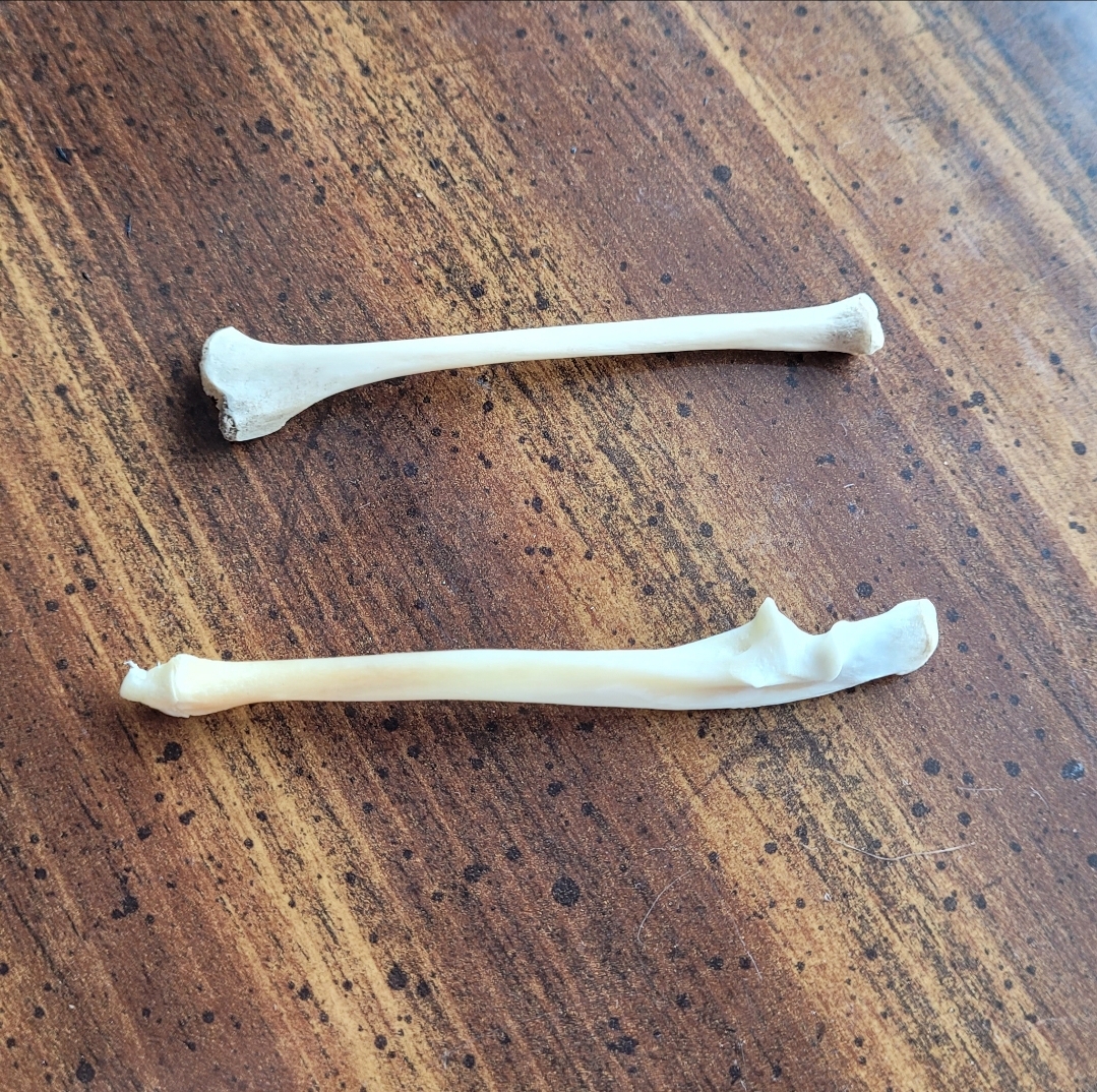 skunk leg bones