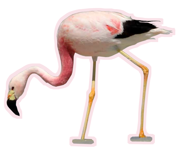 flamingo transparent